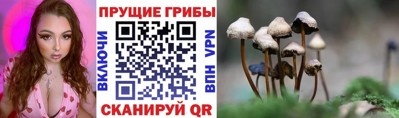 Галлюциногенные грибы Cubensis  Орск 